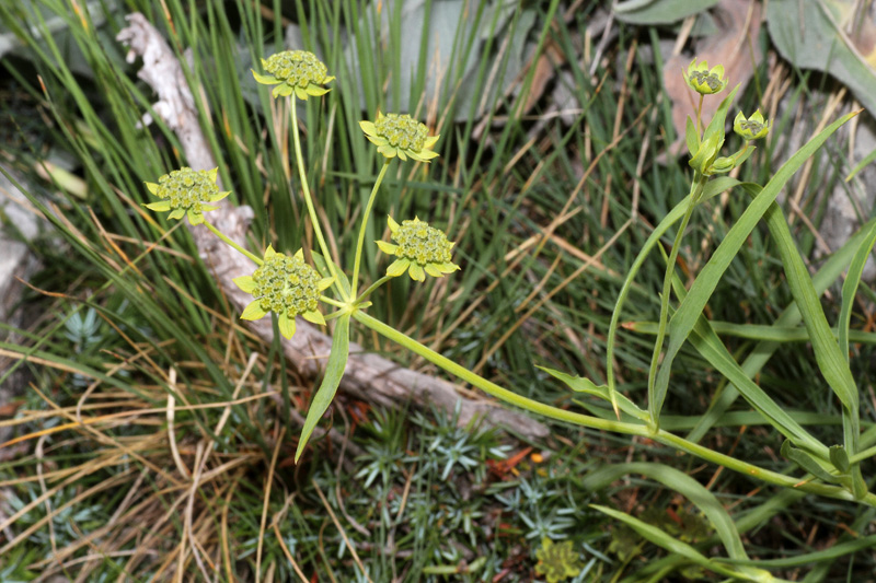 Bupleurum petraeum / Bupleuro delle rocce
